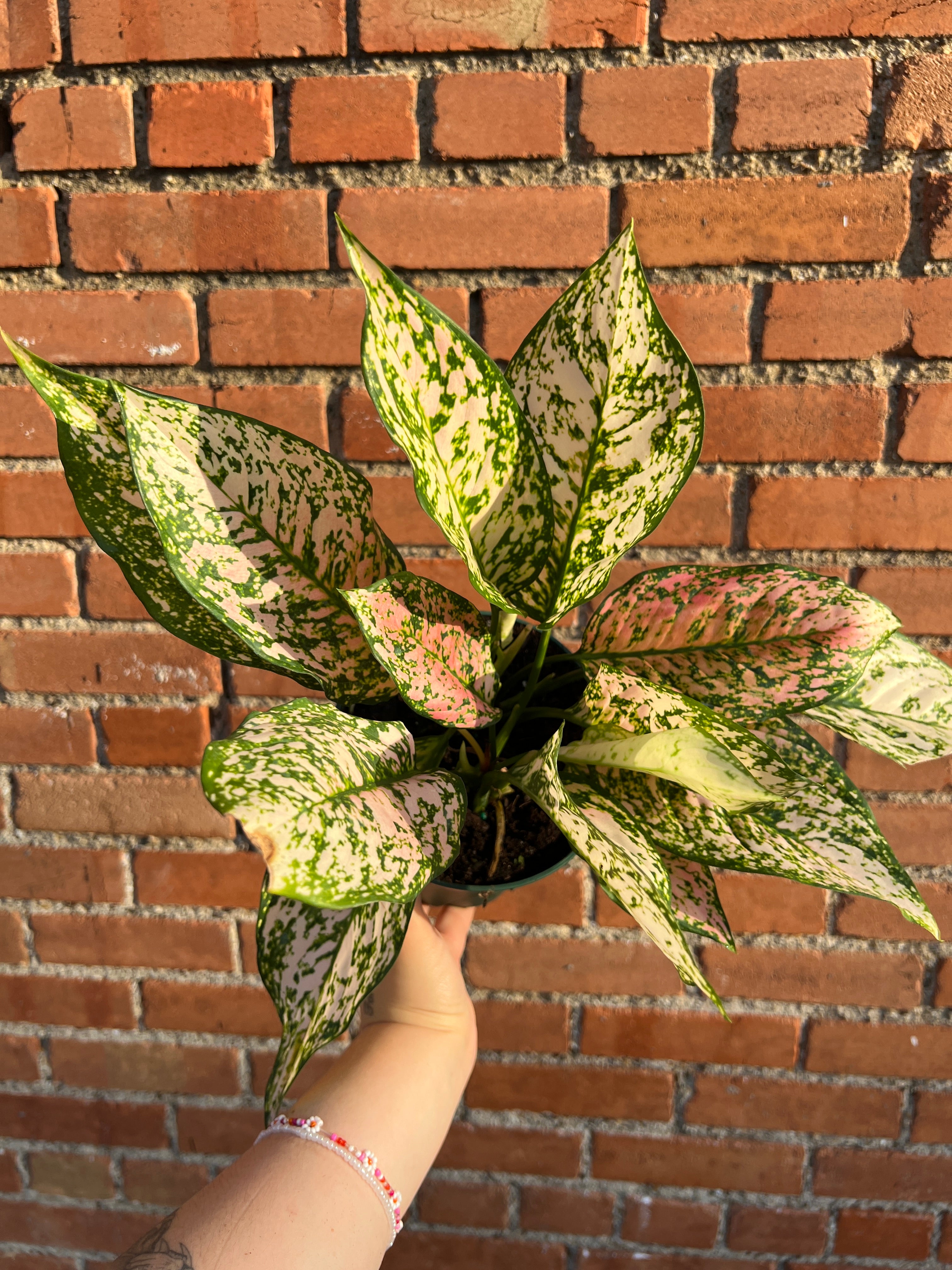 aglaonema etta rose 6 Aglaonema Etta Rose – Habitat Plants + Coffee