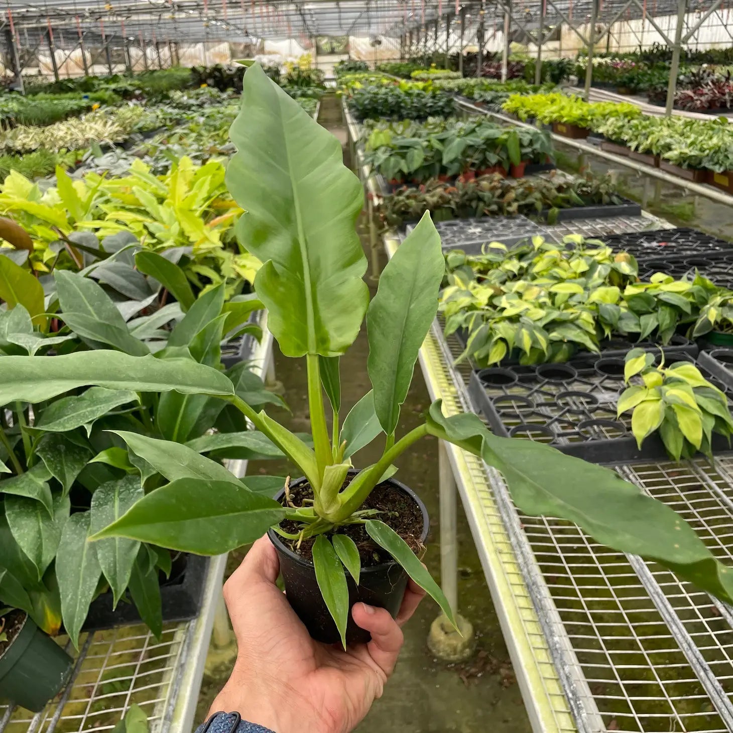 philodendron jungle Philodendron 'Jungle Boogie'