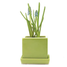 Load image into Gallery viewer, Square Pot with Tray 2.5"