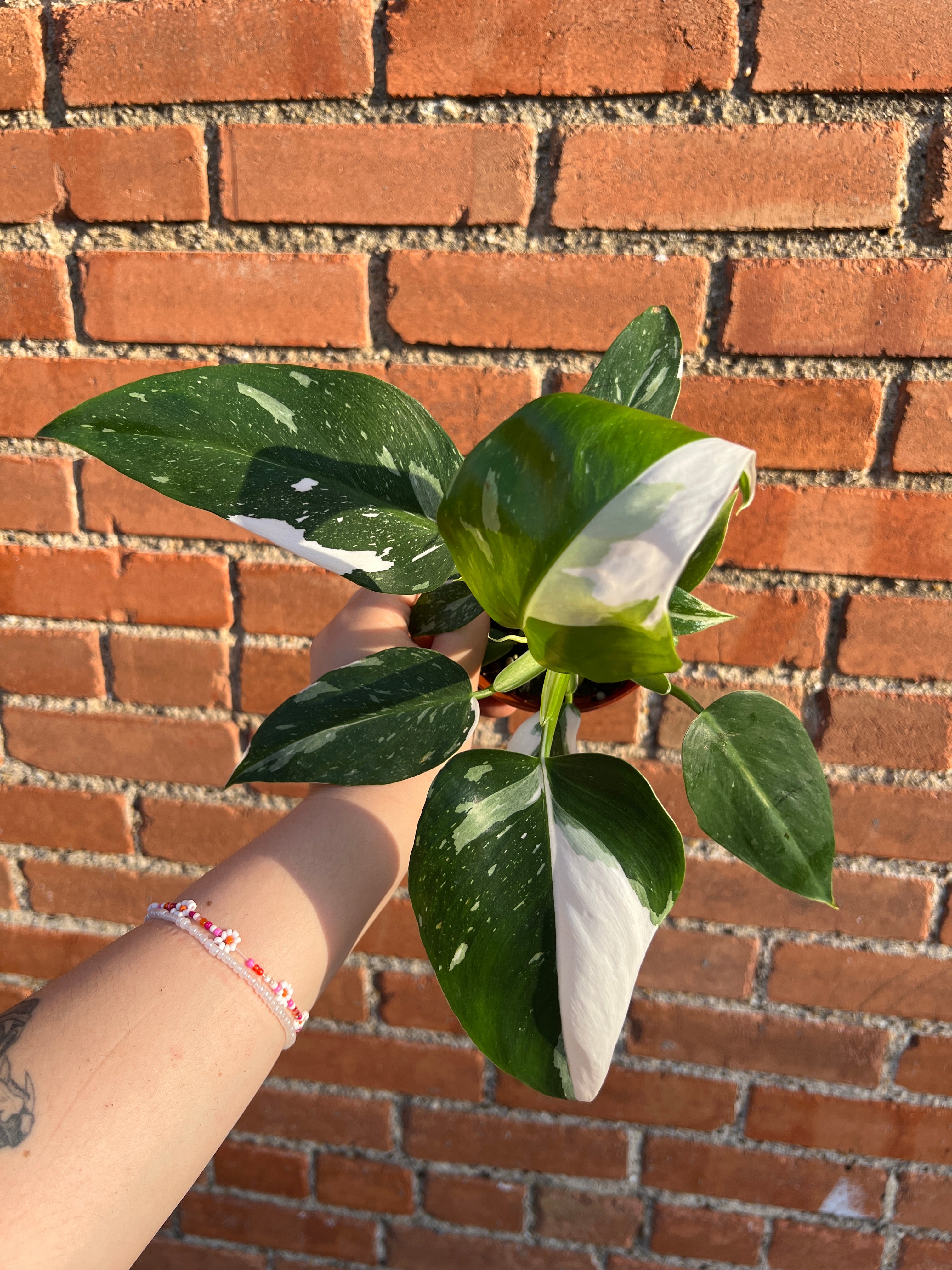philodendron white wizard moss pole Philodendron White Wizard – Habitat Plants + Coffee
