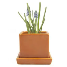 Load image into Gallery viewer, Square Pot with Tray 2.5"