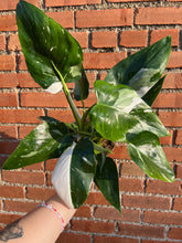 Load image into Gallery viewer, Philodendron White Wizard