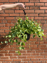 Load image into Gallery viewer, Peperomia 'Cupid'