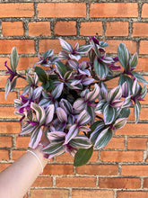 Load image into Gallery viewer, Tradescantia Nanouk