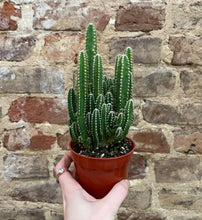 Load image into Gallery viewer, Fairy Castle Cactus