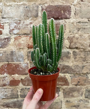 Load image into Gallery viewer, Fairy Castle Cactus