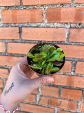Load image into Gallery viewer, Venus Fly Trap