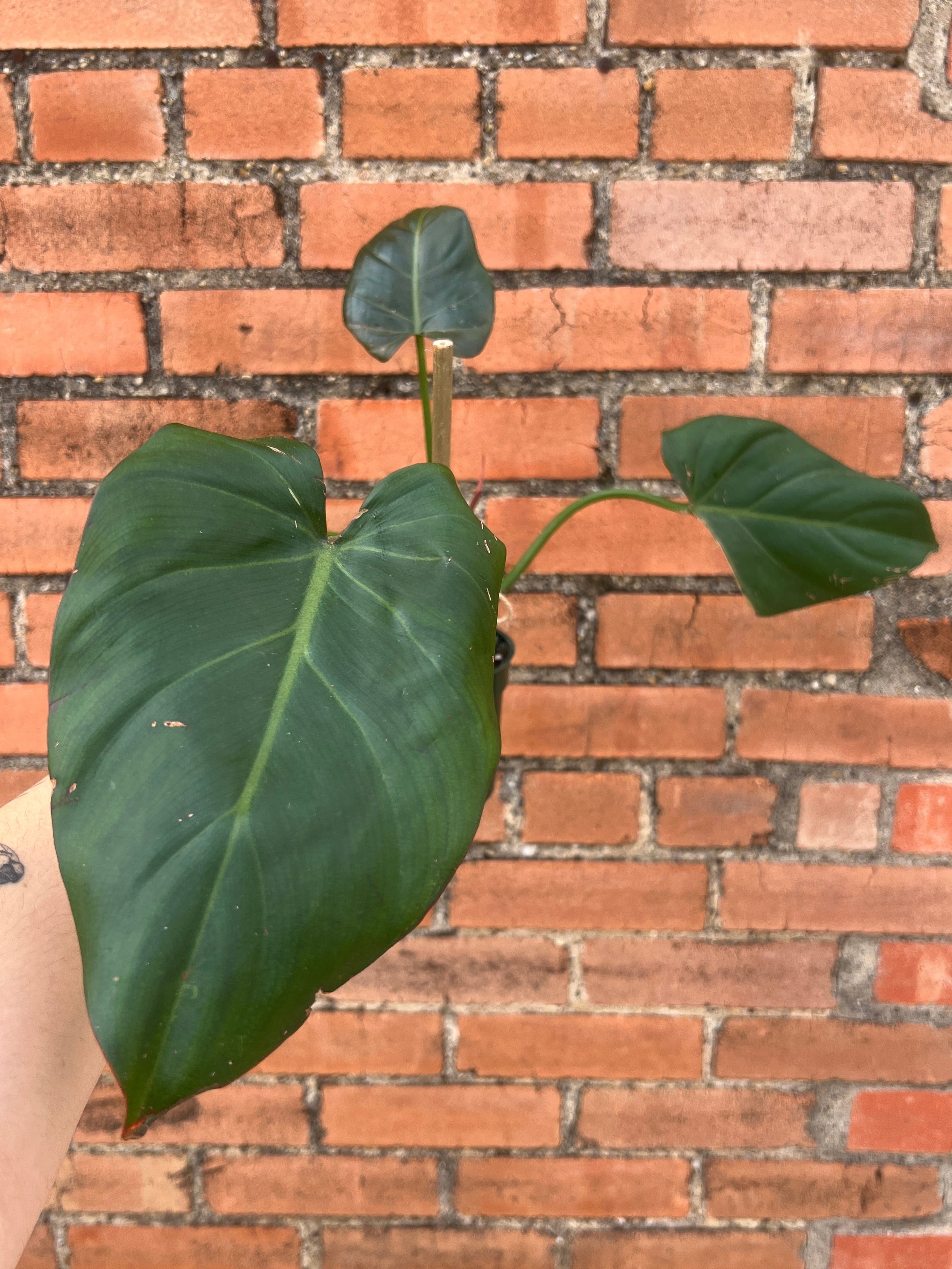 philodendron gloriosum summer glory Philodendron Gloriosum 'Summer Glory' – Habitat Plants + Coffee