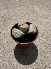 Load image into Gallery viewer, Lithops