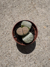 Load image into Gallery viewer, Lithops