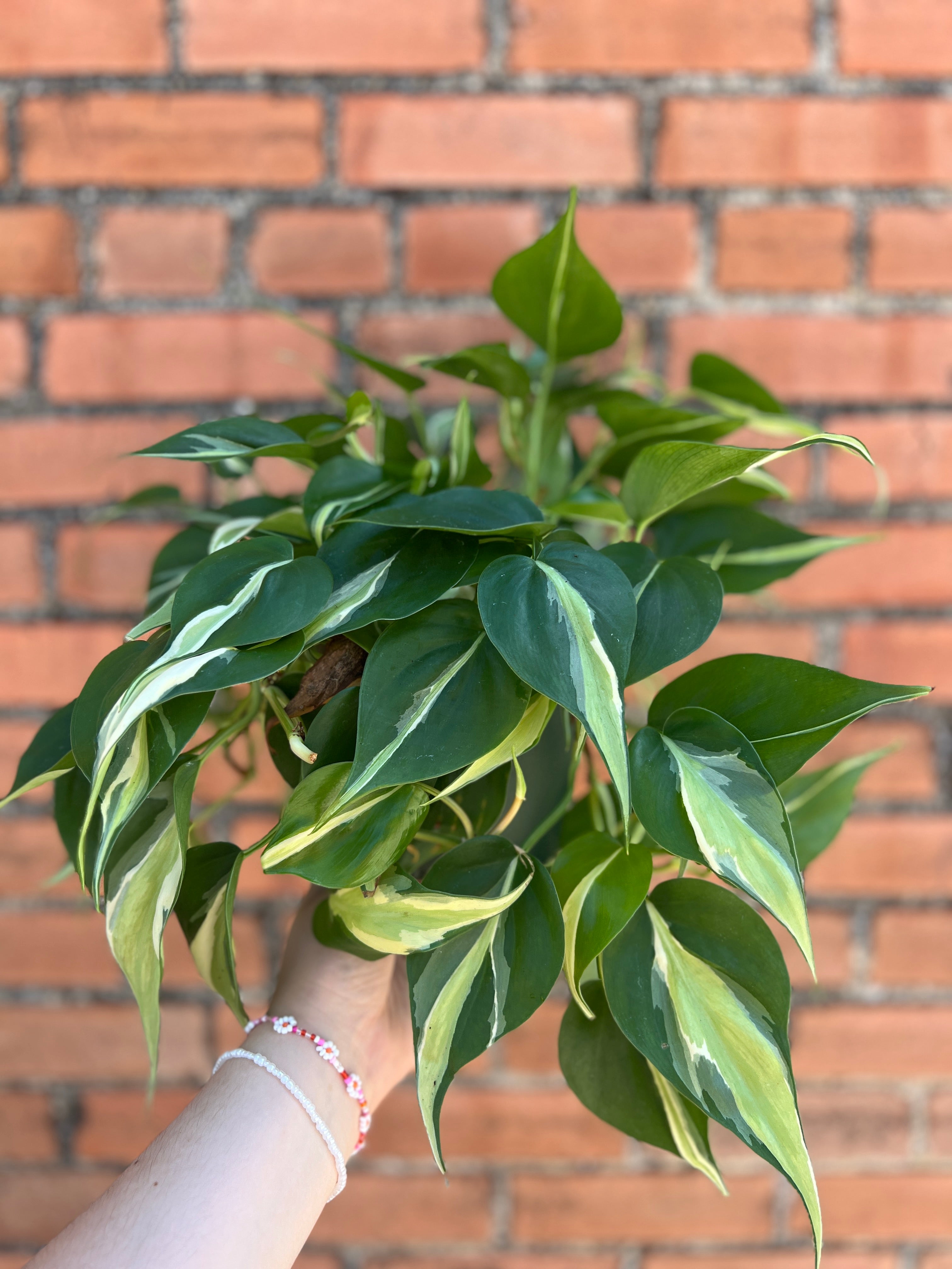 philodendron silver streak Philodendron Silver Stripe – Habitat Plants + Coffee