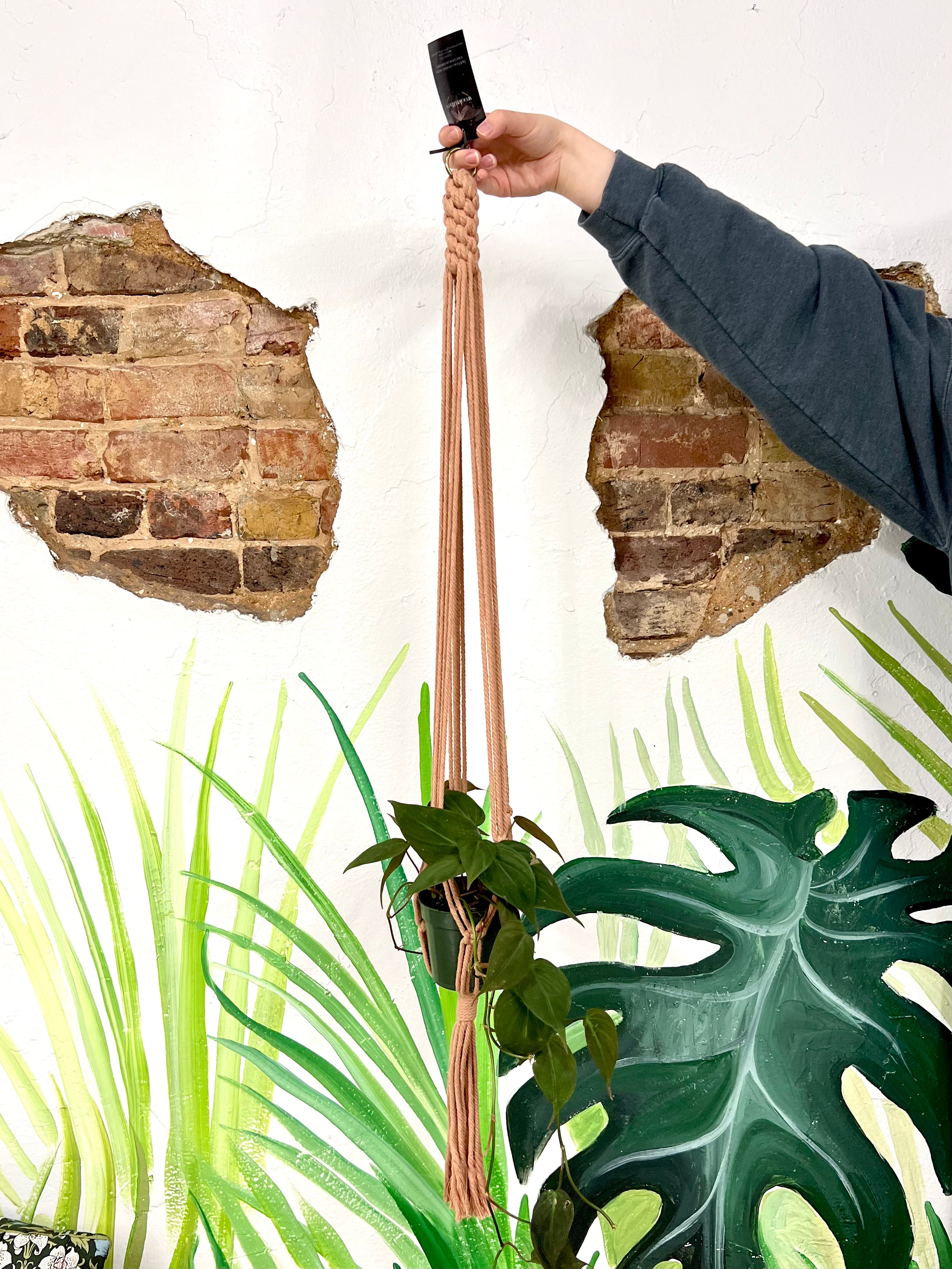 woven plant hanger Woven Macrame Plant Hanger – Habitat Plants + Coffee