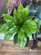 Load image into Gallery viewer, Anthurium Jungle Bush - 8"