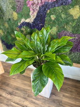 Load image into Gallery viewer, Anthurium Jungle Bush - 8"