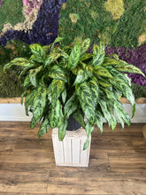 Load image into Gallery viewer, Aglaonema - Variety