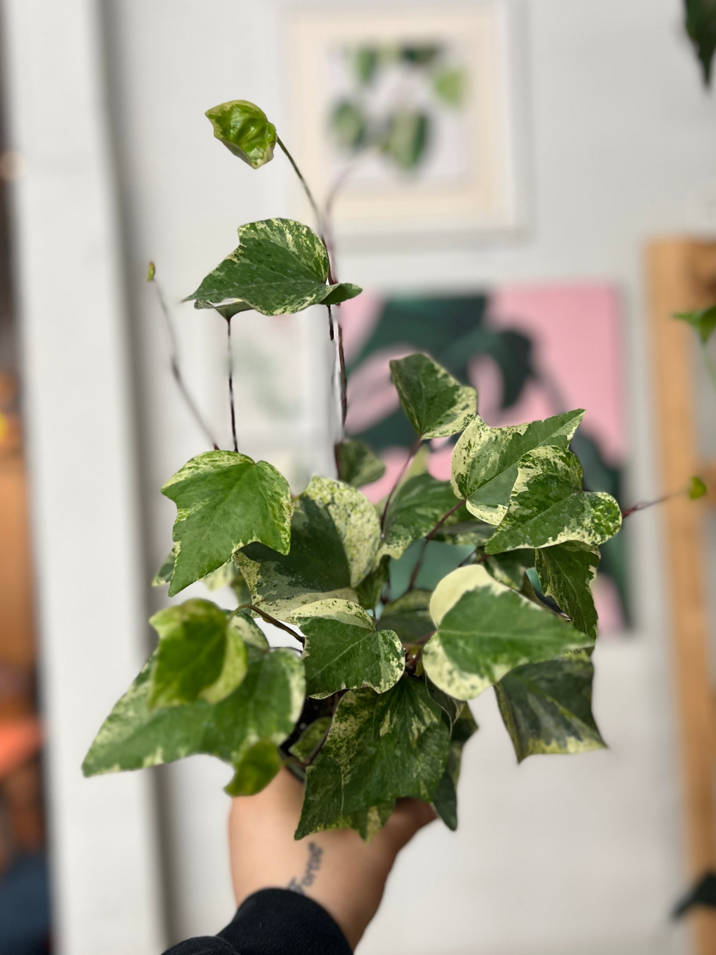 green and white ivy house plant Algerian Ivy