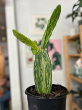 Load image into Gallery viewer, Variegated Opuntia (Prickly Pear)
