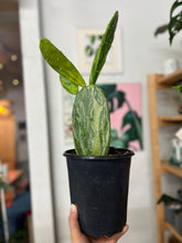 Load image into Gallery viewer, Variegated Opuntia (Prickly Pear)