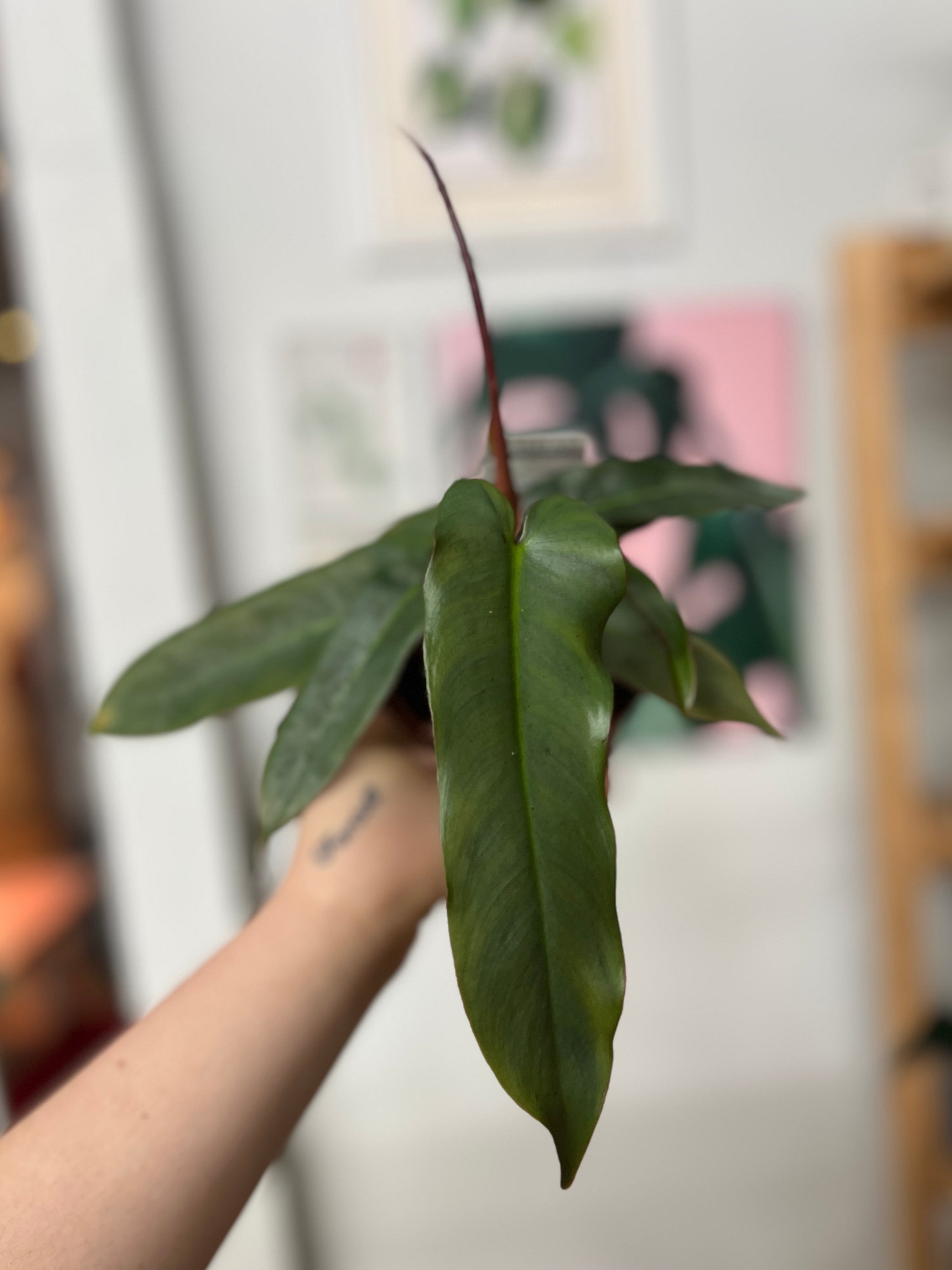 Philodendron Atabapoense – Habitat Plants + Coffee