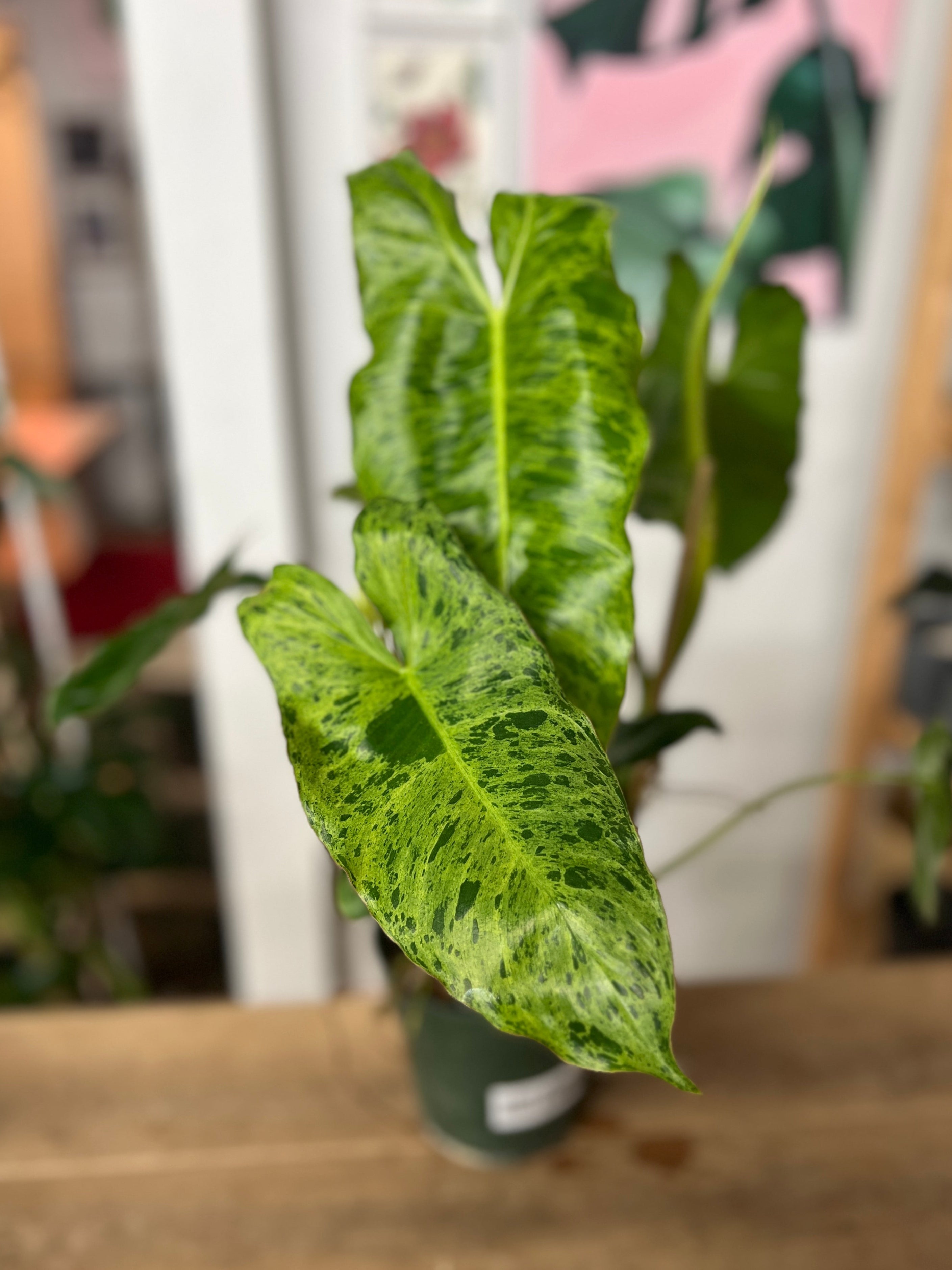 philodendron paraiso verde wikipedia Philodendron Paraiso Verde – Habitat Plants + Coffee