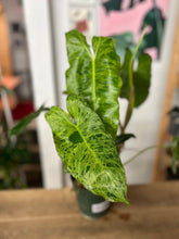 Load image into Gallery viewer, Philodendron Paraiso Verde