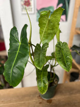 Load image into Gallery viewer, Philodendron Paraiso Verde