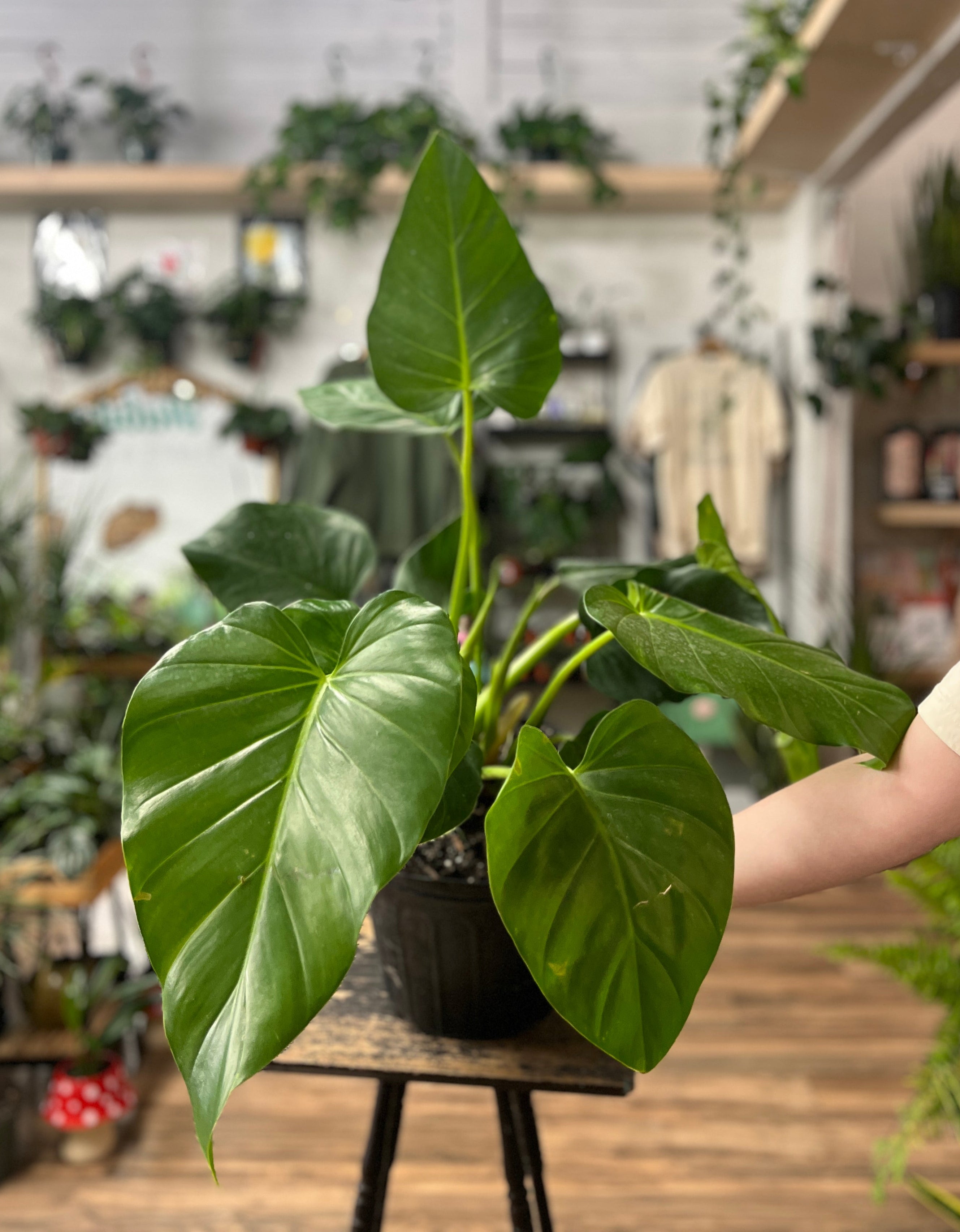 philodendron pteropus Philodendron Giganteum – Habitat Plants + Coffee