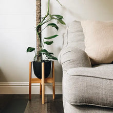 Load image into Gallery viewer, Sphagnum Moss "Mossi Pole"