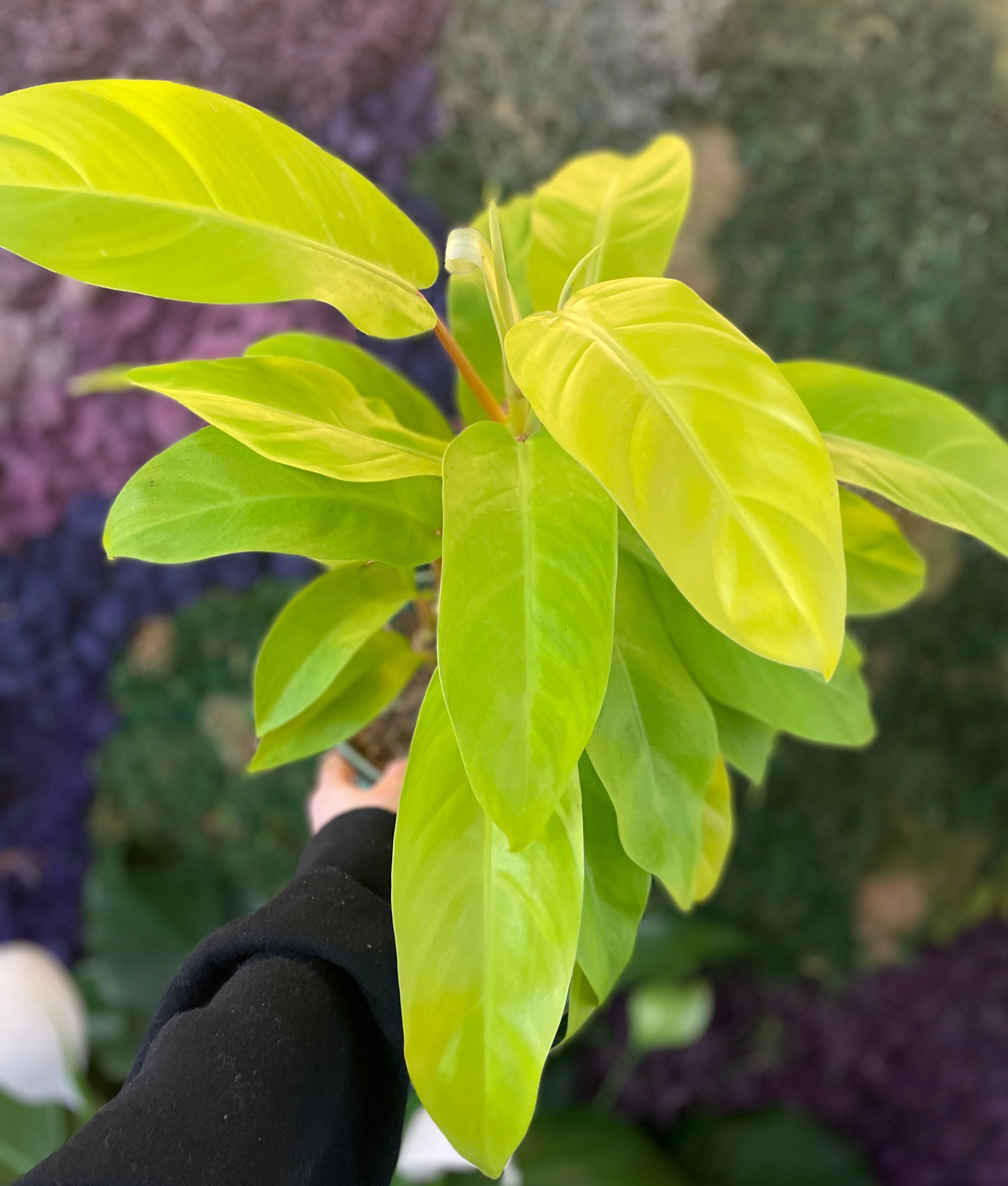 Philodendron Lemon Lime – Habitat Plants + Coffee