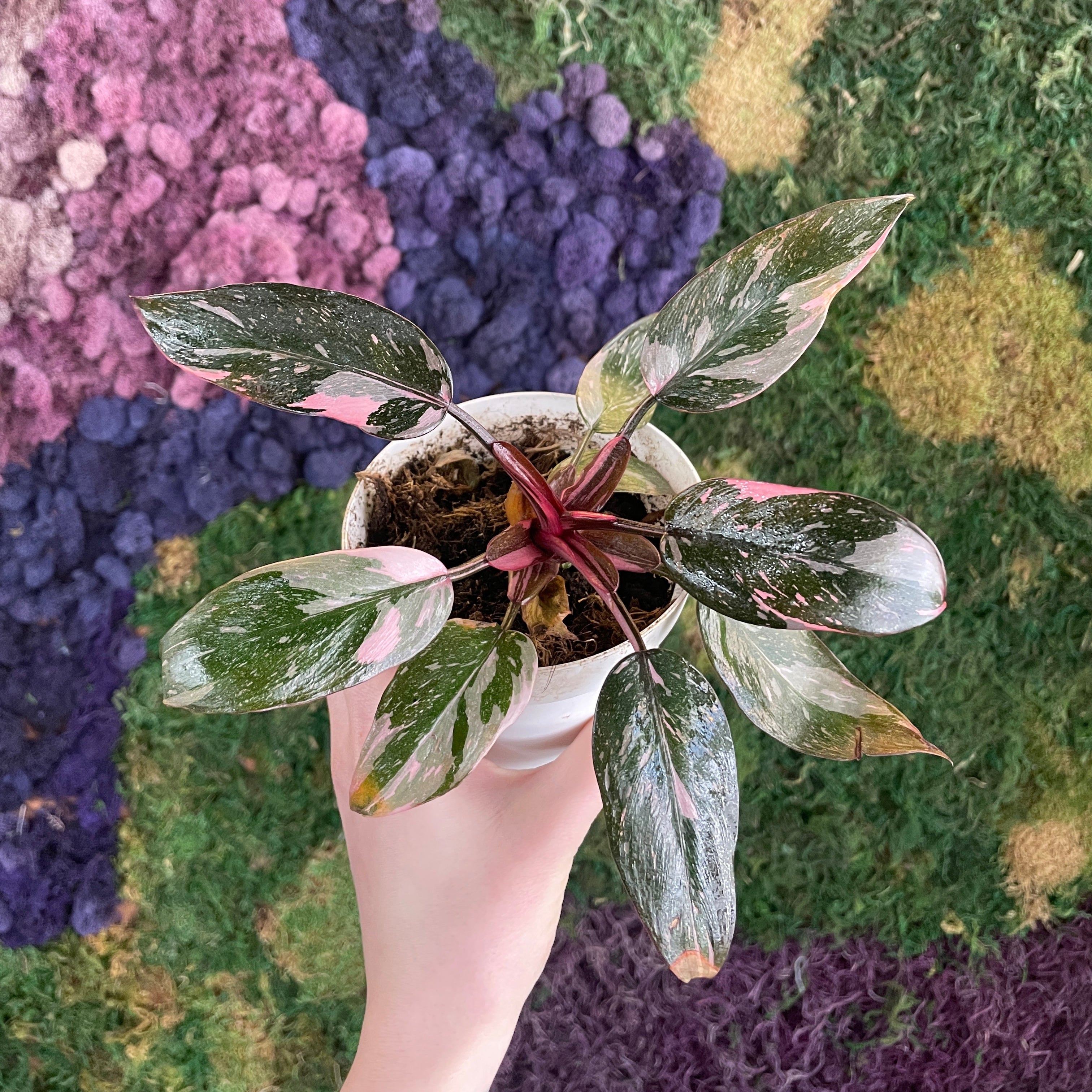 pink princess philodendron obi Philodendron 'Pink Princess' *Grower's Choice*