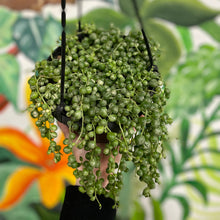Load image into Gallery viewer, String of Pearls