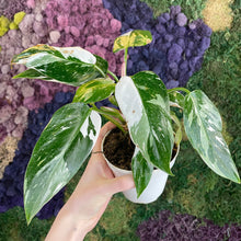 Load image into Gallery viewer, Philodendron White Princess