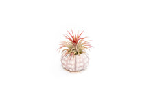Load image into Gallery viewer, Urchin Shell with Lonantha Air Plant