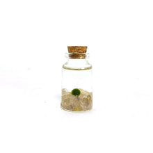 Load image into Gallery viewer, Niños Moss Buddies