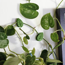 Load image into Gallery viewer, Houseplant Climbing Clips