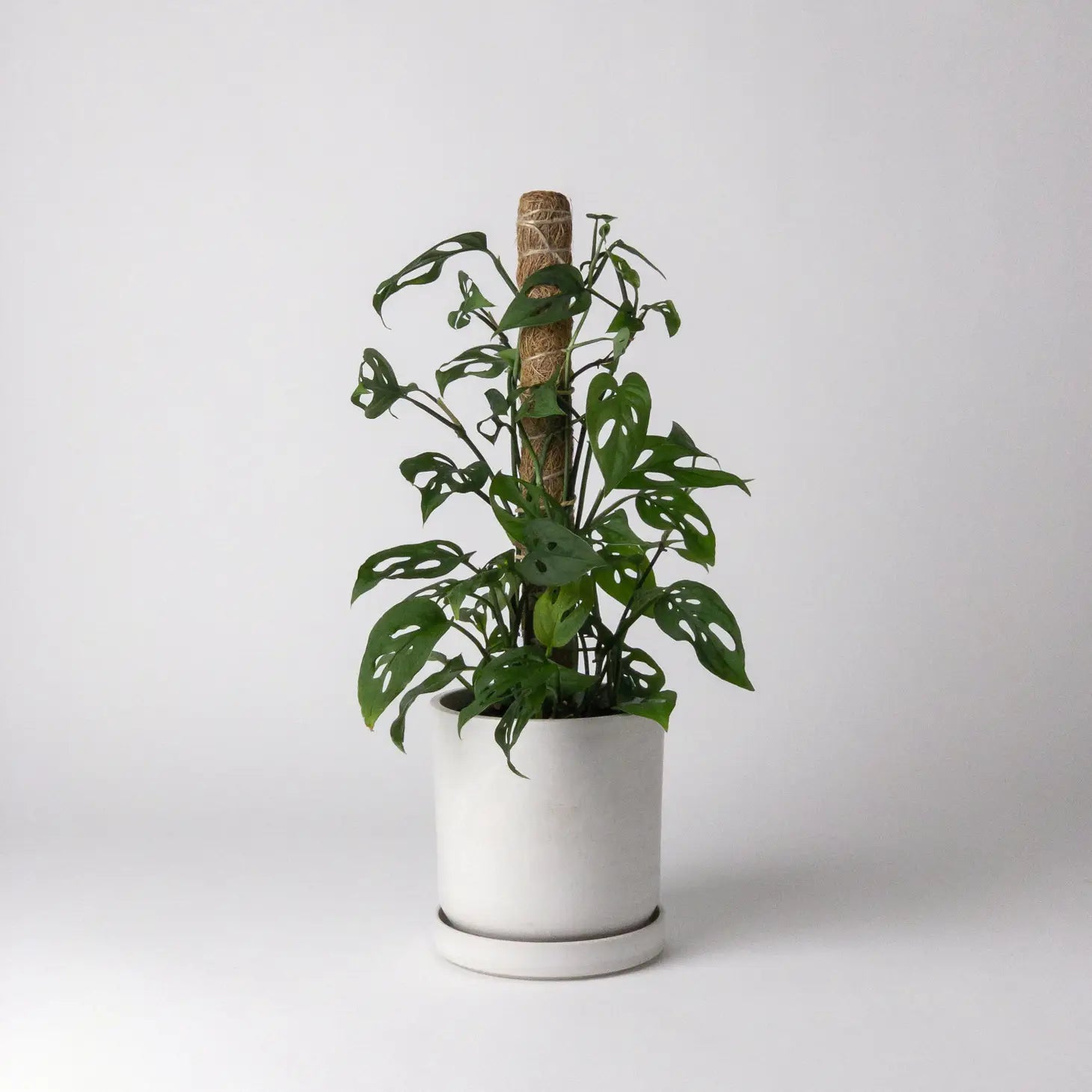 coco pole for monstera Coco Coir Pole – Habitat Plants + Coffee