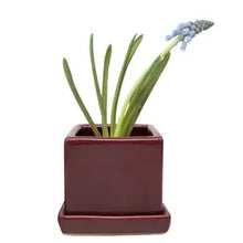 Load image into Gallery viewer, Square Pot with Tray 2.5"