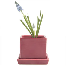 Load image into Gallery viewer, Square Pot with Tray 2.5"