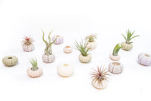 Load image into Gallery viewer, Urchin Shell with Lonantha Air Plant