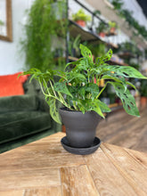 Load image into Gallery viewer, Handmade Pots