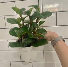 Load image into Gallery viewer, Peperomia 'Obtusifolia'
