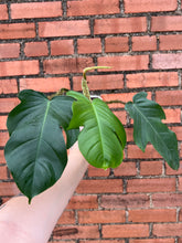 Load image into Gallery viewer, Philodendron Squamiferum