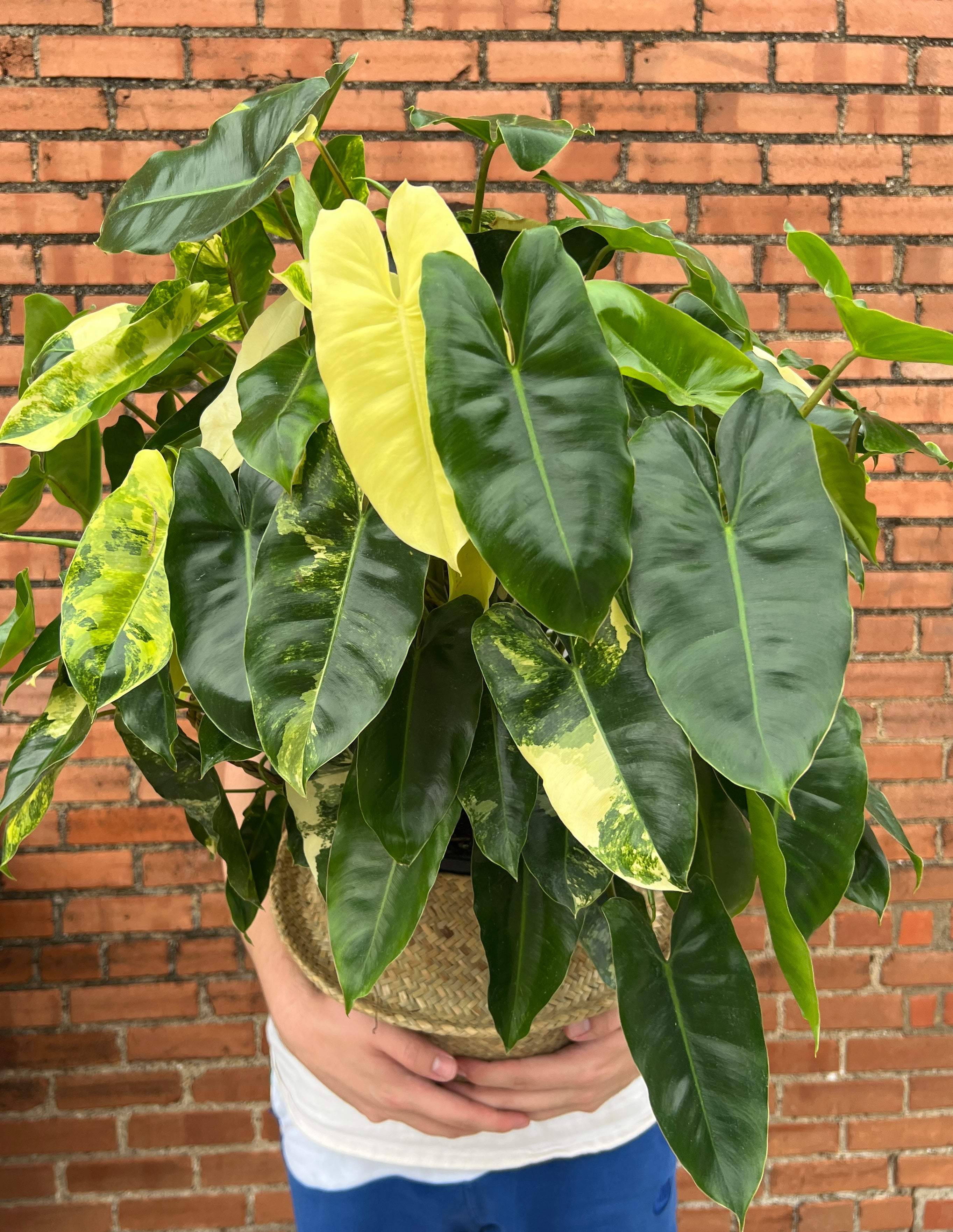 philodendron burle marx native Philodendron Burle Marx Variegated – Habitat Plants + Coffee