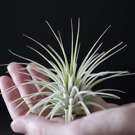 ionantha air plant Tillandsia ionantha var. ionantha