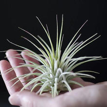 Load image into Gallery viewer, Air Plant 'Tillandsia Ionantha - Guatemala'