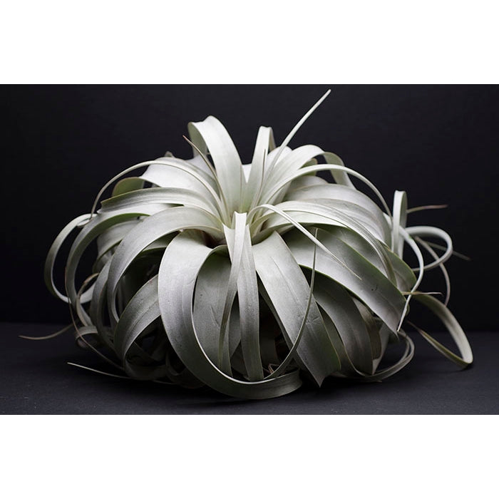Air Plant 'Tillandsia Xerographica' – Habitat Plants + Coffee