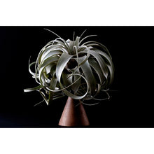 Load image into Gallery viewer, Air Plant 'Tillandsia Xerographica'