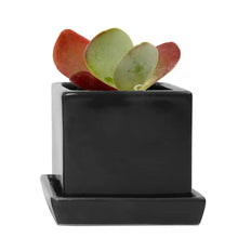 Load image into Gallery viewer, Square Pot with Tray 2.5"