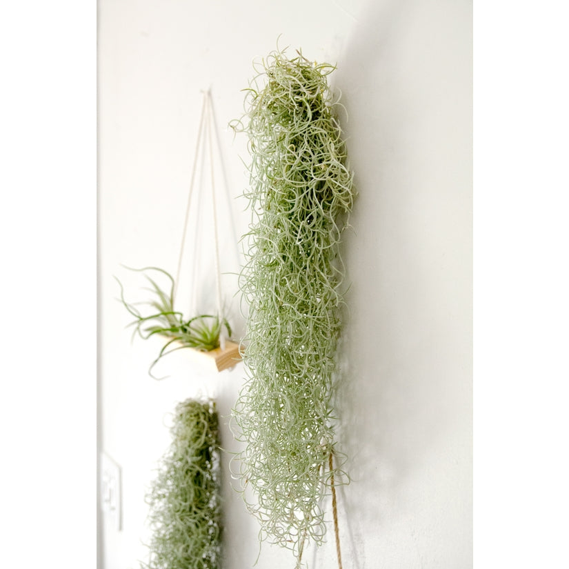 Spanish Moss: Low maintenance greenery for your living room