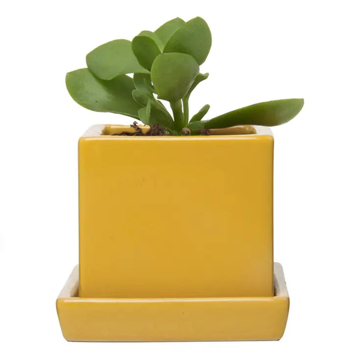Square Pot with Tray 2.5